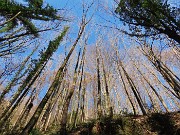 Festa di fiori sui sentieri per il Monte Ubione-19mar24